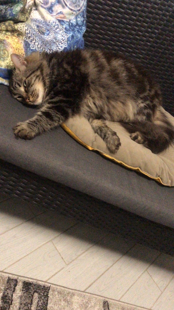 Адвокатский кот судья