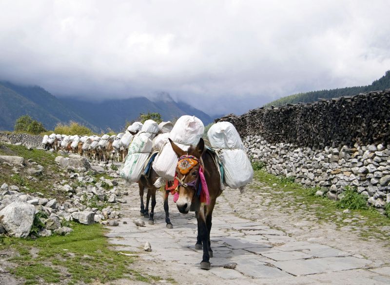 Способность вернуться домой с расстояния в тысячи километров: как работает "фантастический " навигатор животных ?