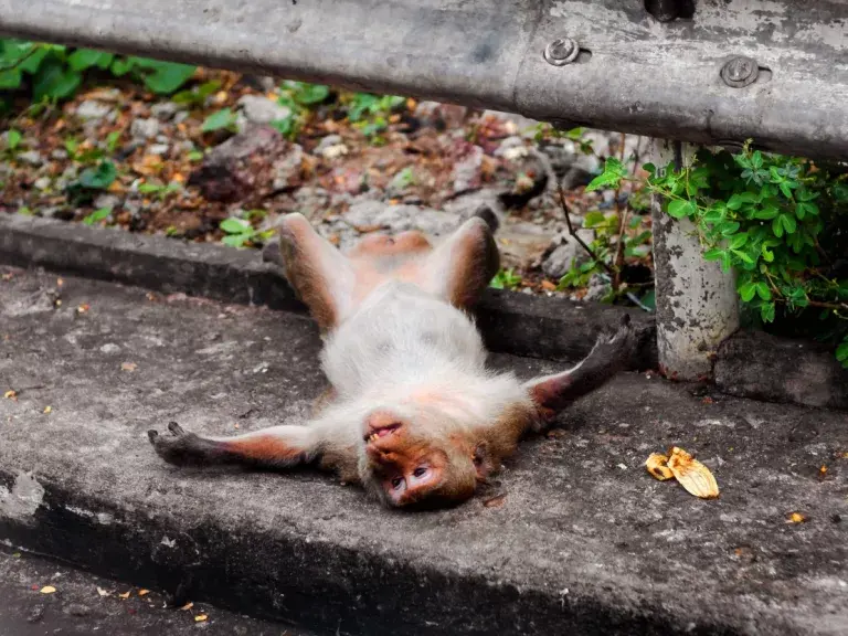 Действительно ли возможно полностью вспомнить всю свою жизнь всего за 2-3 секунды. Биология "околосмертного" опыта.