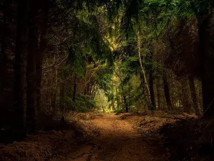 Что нужно взять с собой в лес