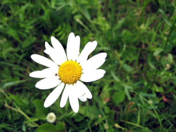 Мой летний отдых в деревне: лучшие моменты, воспоминания о позитивном и прекрасном