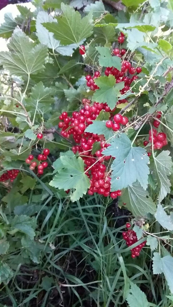 Что можно вырастить на своем земельном участке: красота и польза. Мой личный опыт.