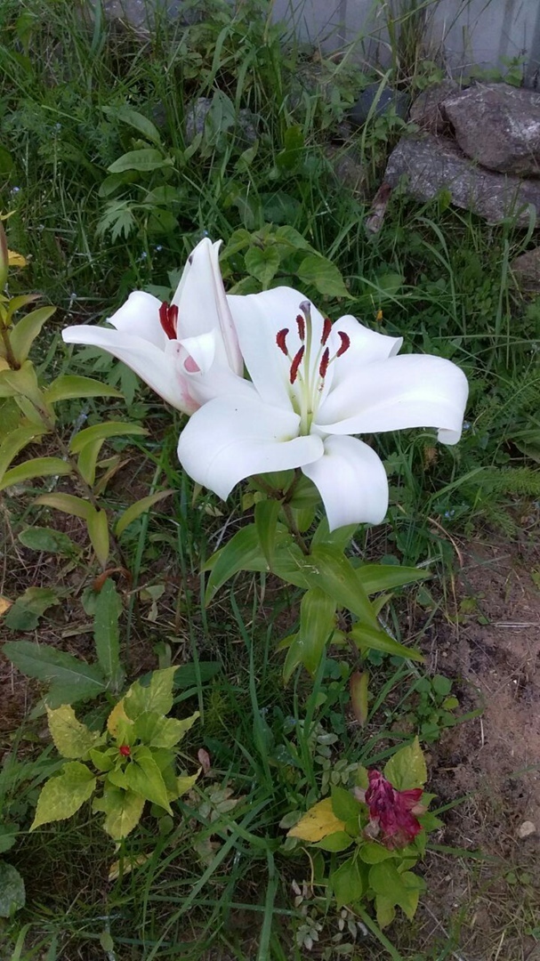 Мой летний отдых в деревне: лучшие моменты, воспоминания о позитивном и прекрасном