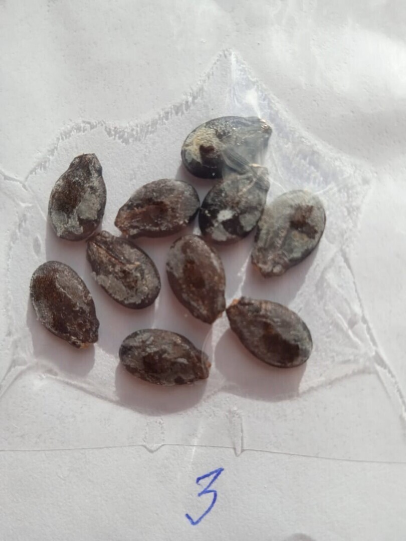 Мой первый удачный опыт обмена семенами через дачную ярмарку: как бесплатно получить семена сладкой бахчи к новому сезону