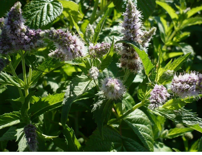 Польза мяты для здоровья мужчин.