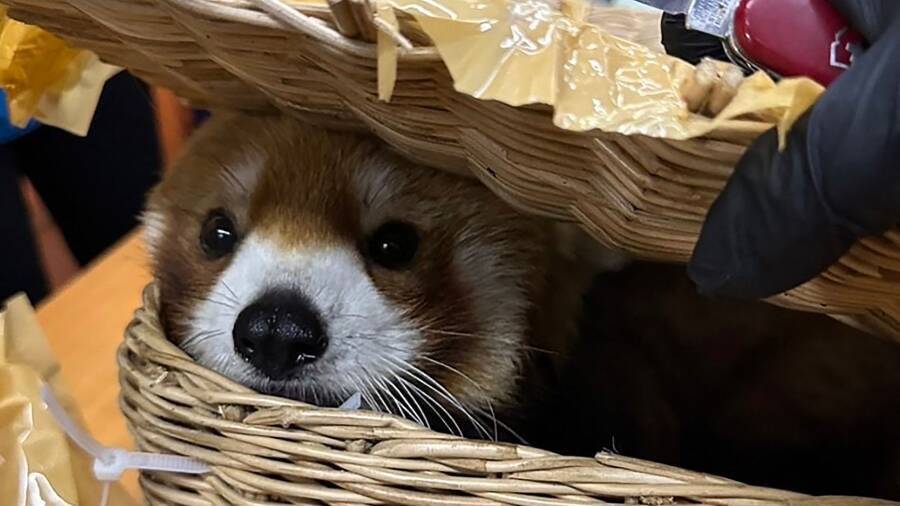 В аэропорту Тайланда найдена красная панда и 86 других животных.