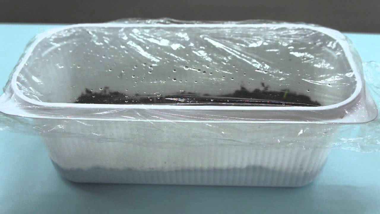 Нестандартный метод посева петуний для крепкой и обильно цветущей рассады.