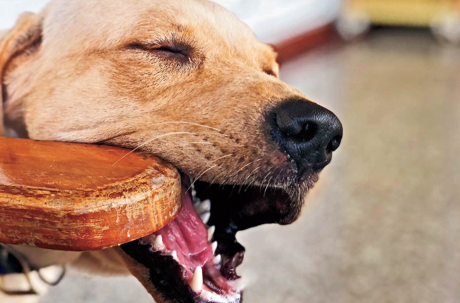 Как защитить мебель от зубов собаки?