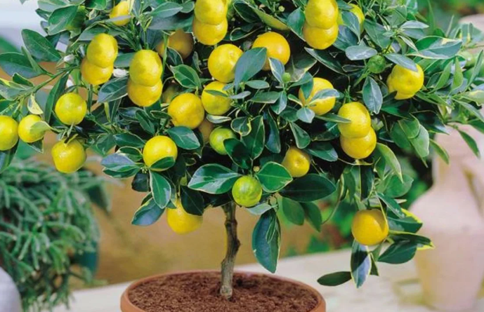 Домашний Эдем