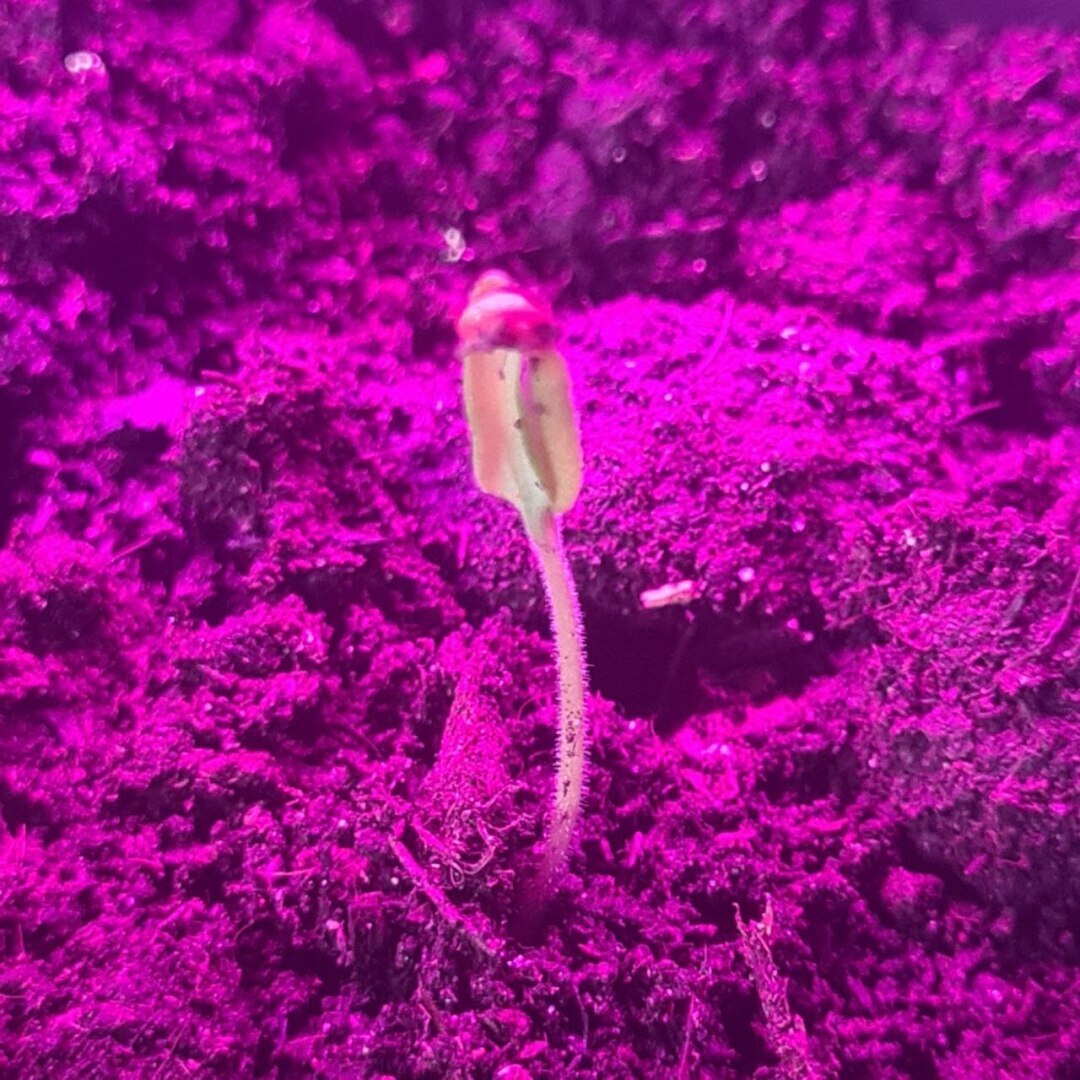 Как я решила вырастить огород на подоконнике и что из этого вышло