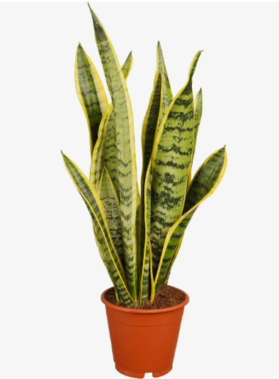 Домашний Эдем