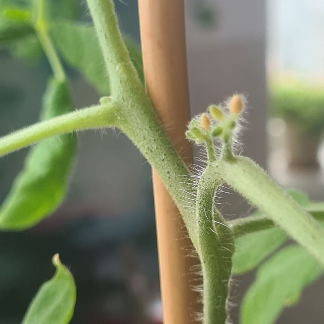 Как я решила вырастить огород на подоконнике и что из этого вышло