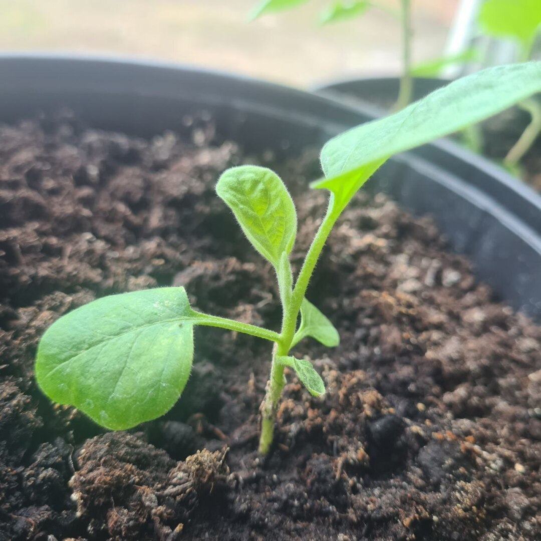 Как я решила вырастить огород на подоконнике и что из этого вышло