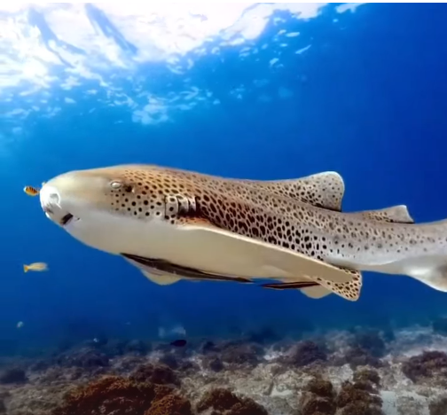 Леопардовая акула: очаровательная обитательница морских глубин