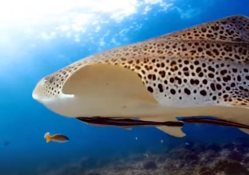 Леопардовая акула: очаровательная обитательница морских глубин