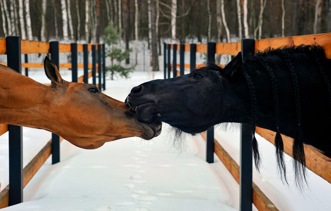 Конная усадьба