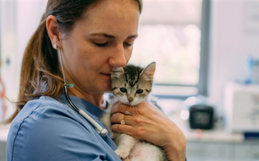Какие прививки сделать котенку: руководство для владельцев домашних животных
