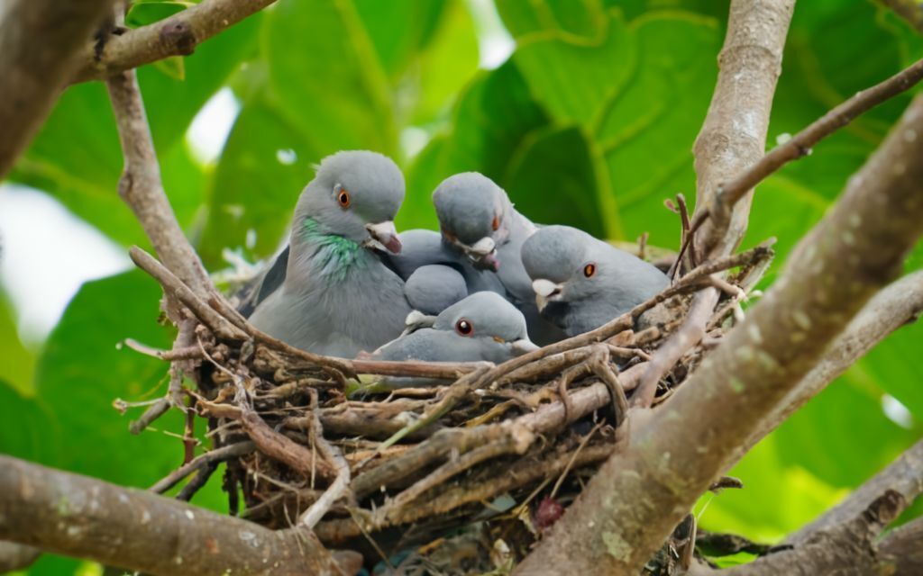 Где обитают птенцы голубей?