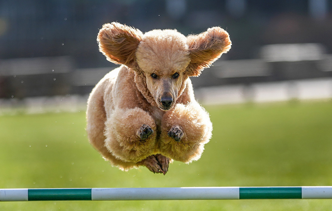 Выставка собак в Бирмингеме