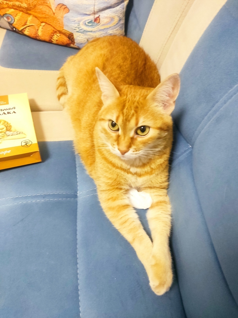 Как я встретила свою рыжую кошку или почему беспородные кошки не хуже