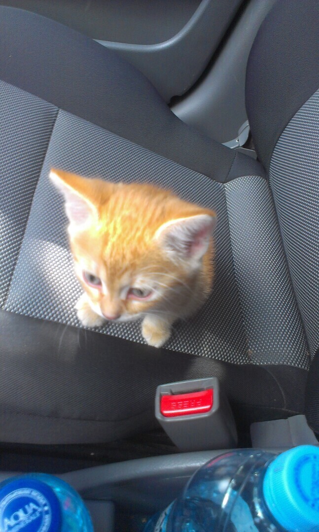 Как я встретила свою рыжую кошку или почему беспородные кошки не хуже