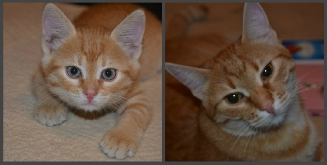 Как я встретила свою рыжую кошку или почему беспородные кошки не хуже