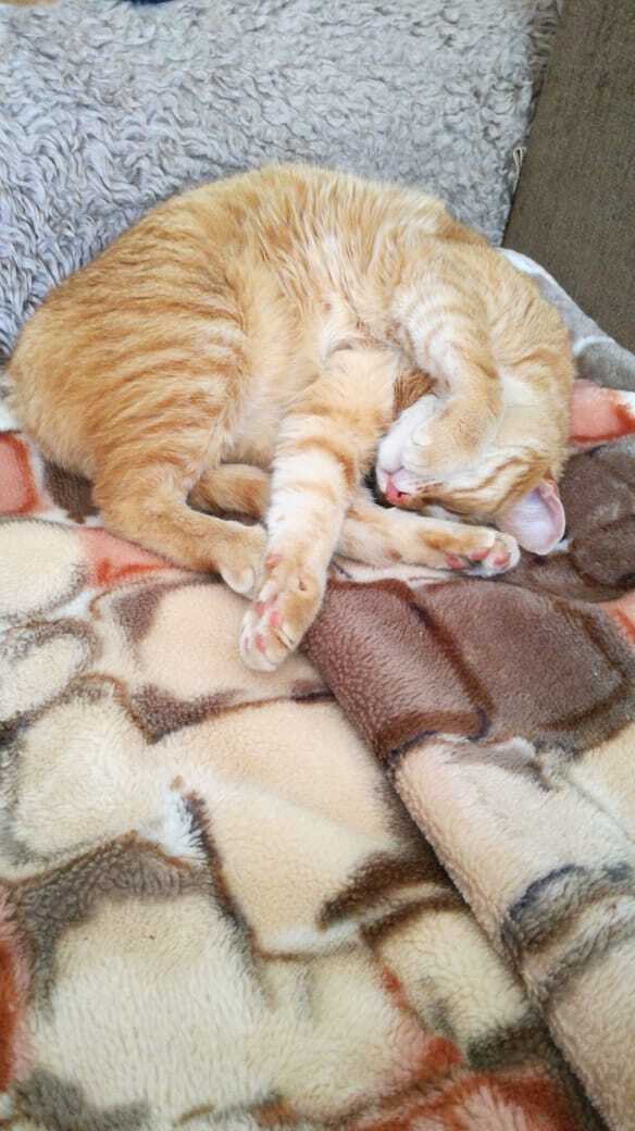 Как я встретила свою рыжую кошку или почему беспородные кошки не хуже