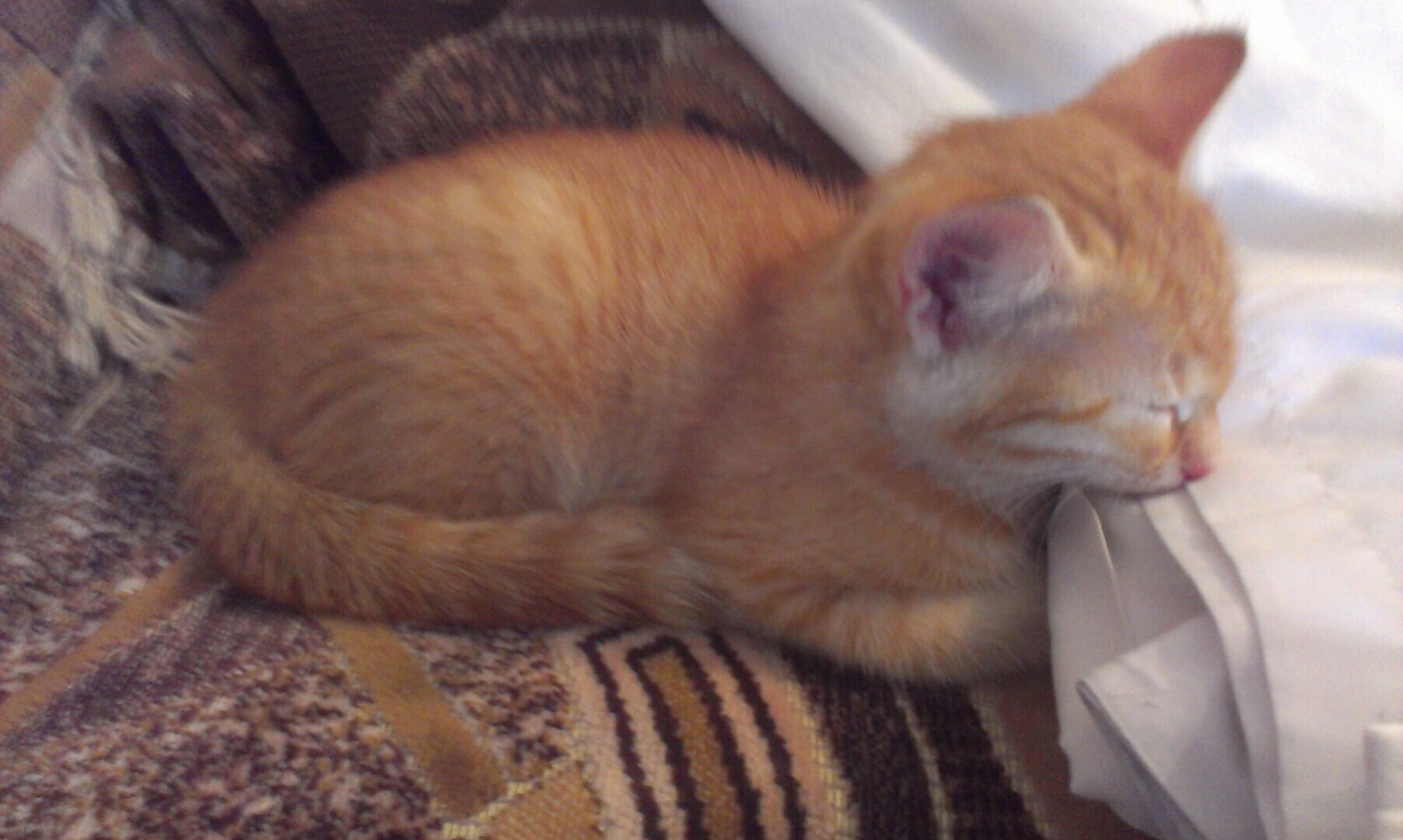 Как я встретила свою рыжую кошку или почему беспородные кошки не хуже