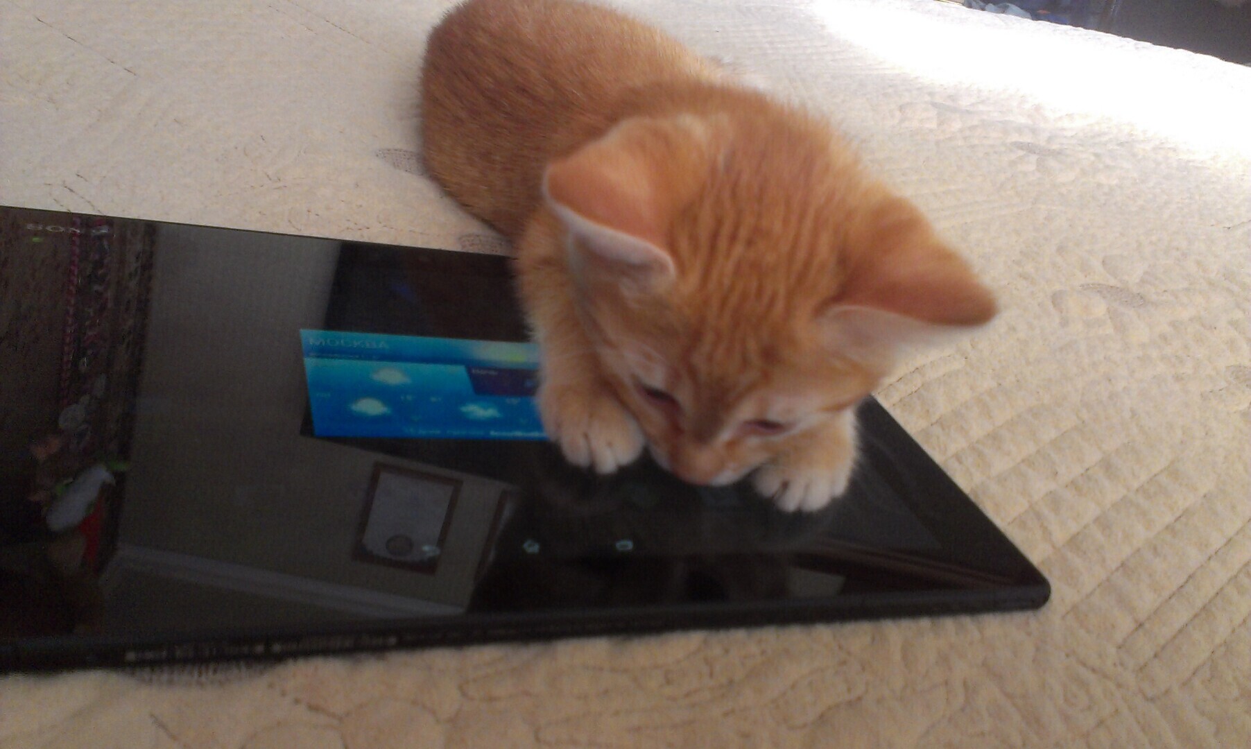 Как я встретила свою рыжую кошку или почему беспородные кошки не хуже