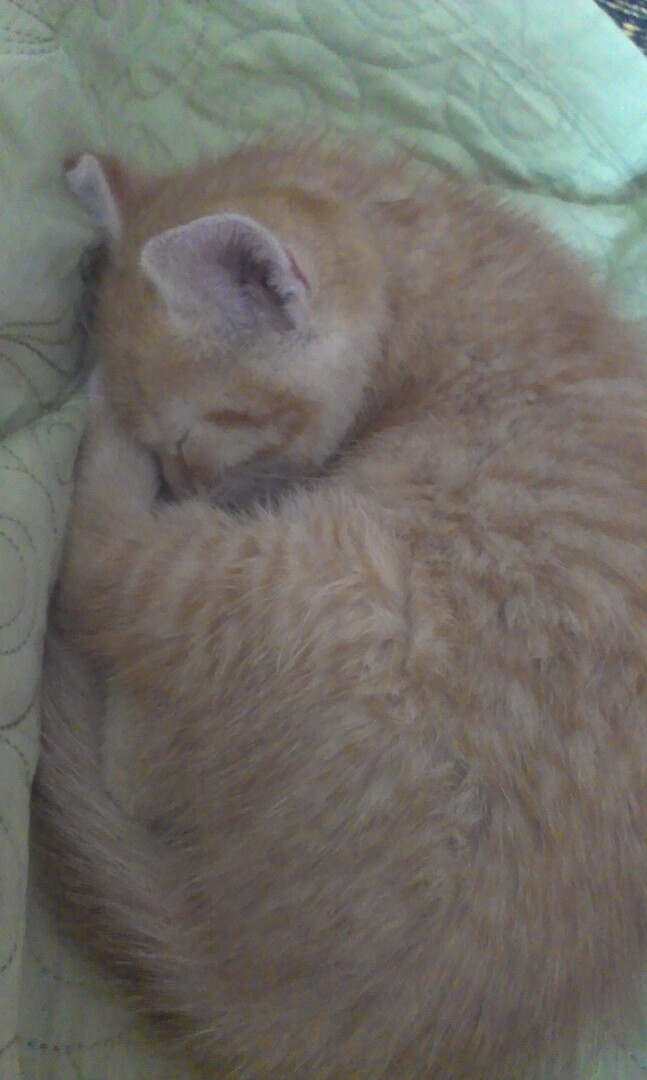 Как я встретила свою рыжую кошку или почему беспородные кошки не хуже