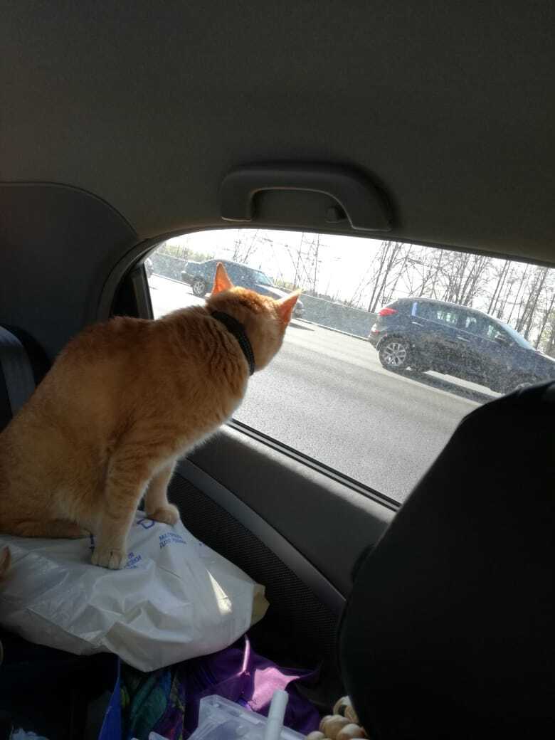 Как я встретила свою рыжую кошку или почему беспородные кошки не хуже