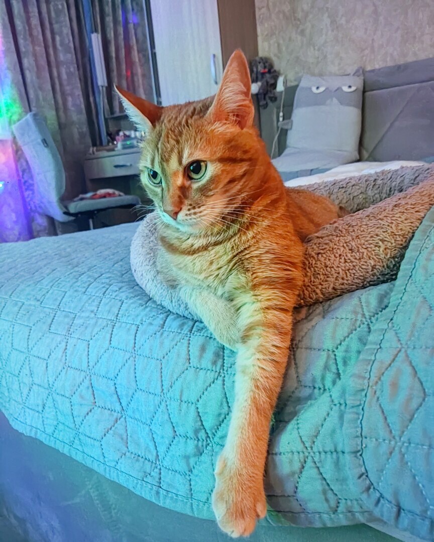 Как я встретила свою рыжую кошку или почему беспородные кошки не хуже