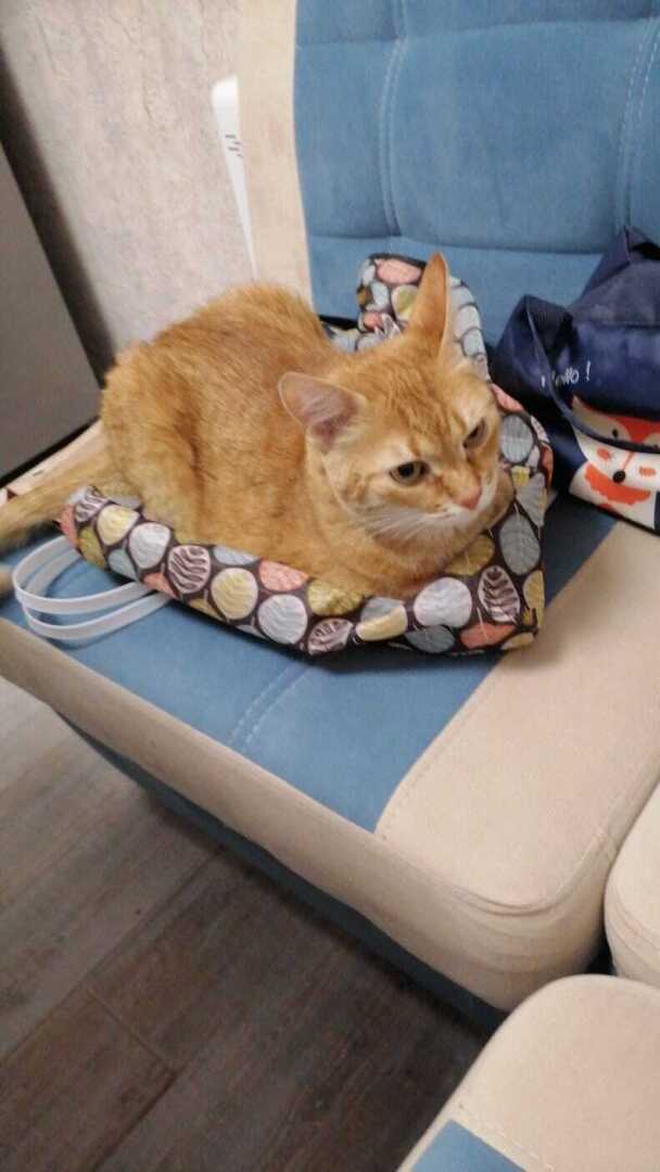 Как я встретила свою рыжую кошку или почему беспородные кошки не хуже