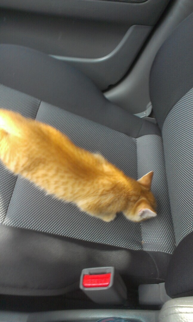 Как я встретила свою рыжую кошку или почему беспородные кошки не хуже