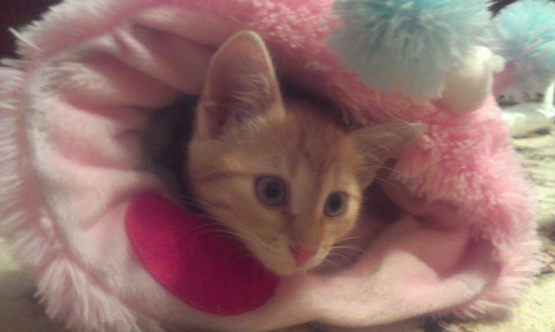 Как я встретила свою рыжую кошку или почему беспородные кошки не хуже