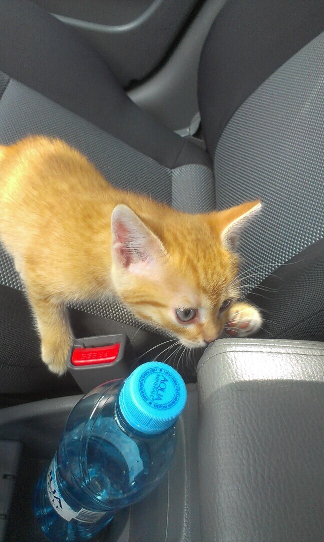 Как я встретила свою рыжую кошку или почему беспородные кошки не хуже