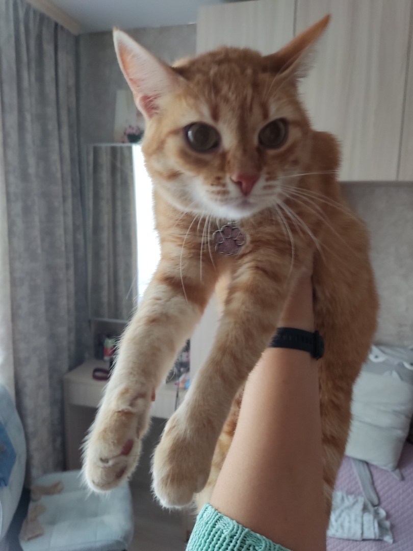 Как я встретила свою рыжую кошку или почему беспородные кошки не хуже