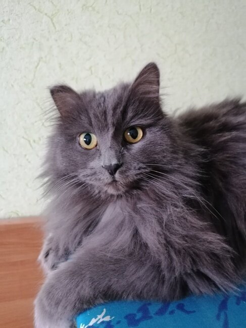 Операция по спасению кошки.