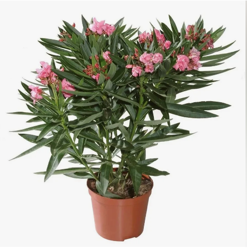 Три ядовитых комнатных цветка, которые не стоит держать в квартире