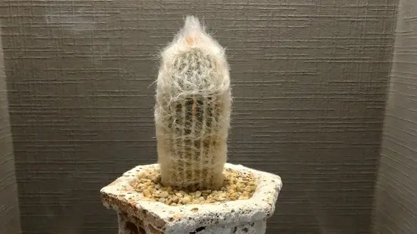 🌵 Невероятная история из Волгограда! 🌵 Преподаватель колледжа вынужден покинуть свою должность из-за... фотографии кактуса! 😱