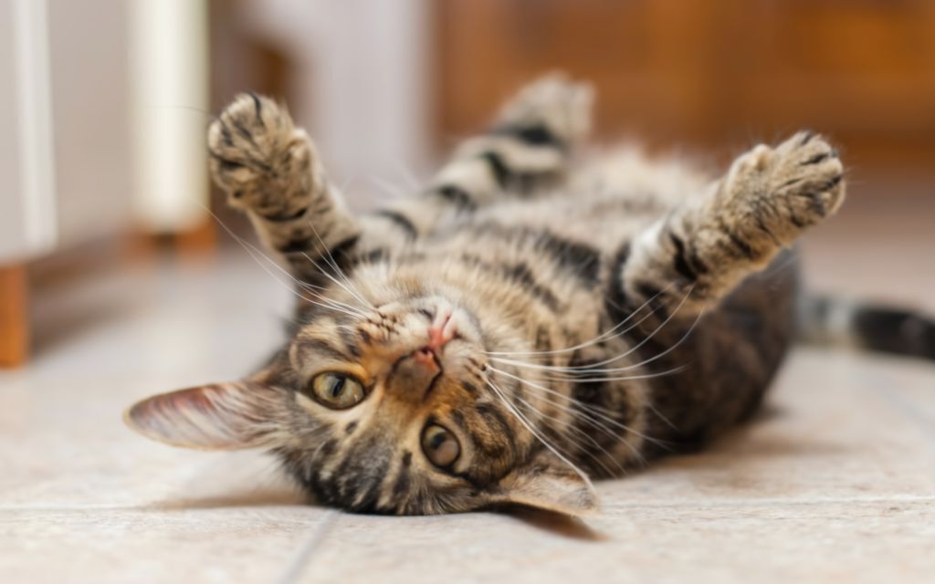 Почему кошки испытывают влечение к валерьянке