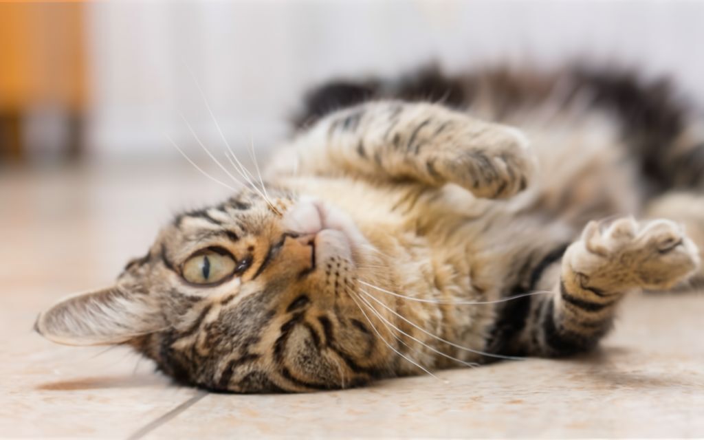 Почему кошки испытывают влечение к валерьянке