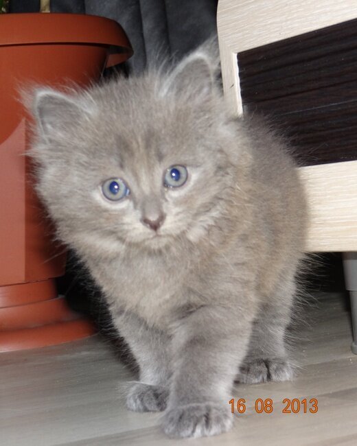 Операция по спасению кошки.