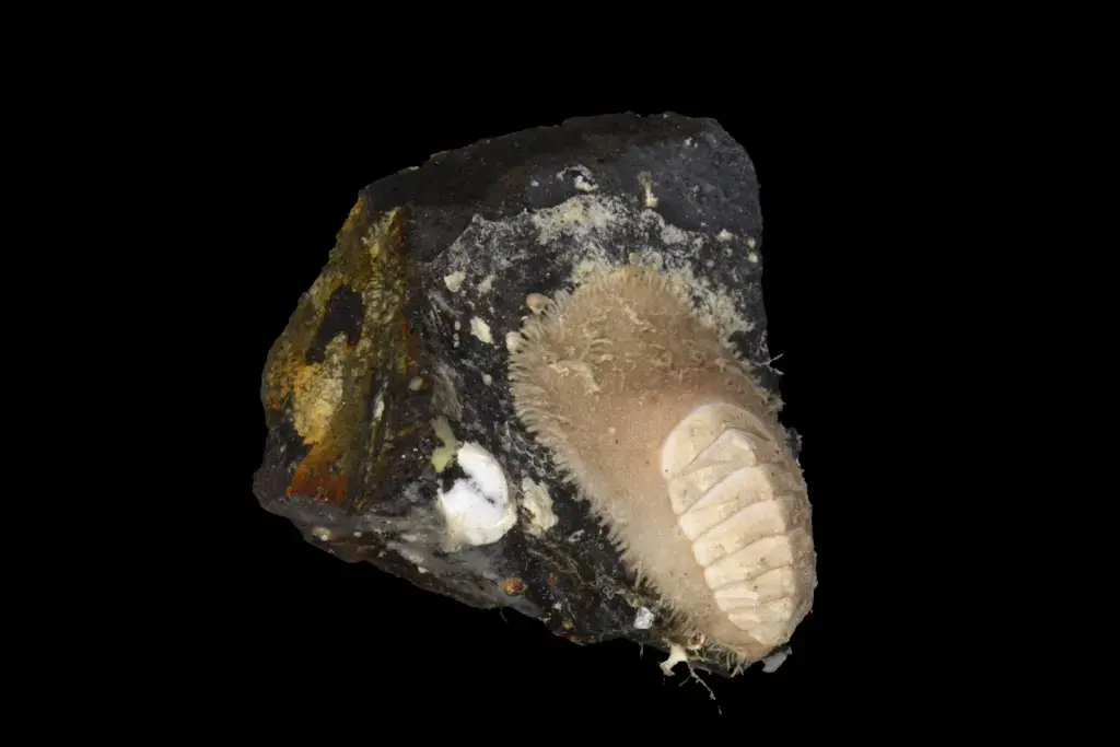 Совершенно новая форма жизни, возможно, обнаружена у побережья Новой Зеландии