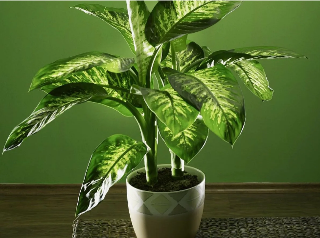 Три ядовитых комнатных цветка, которые не стоит держать в квартире