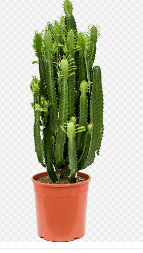 Три ядовитых комнатных цветка, которые не стоит держать в квартире