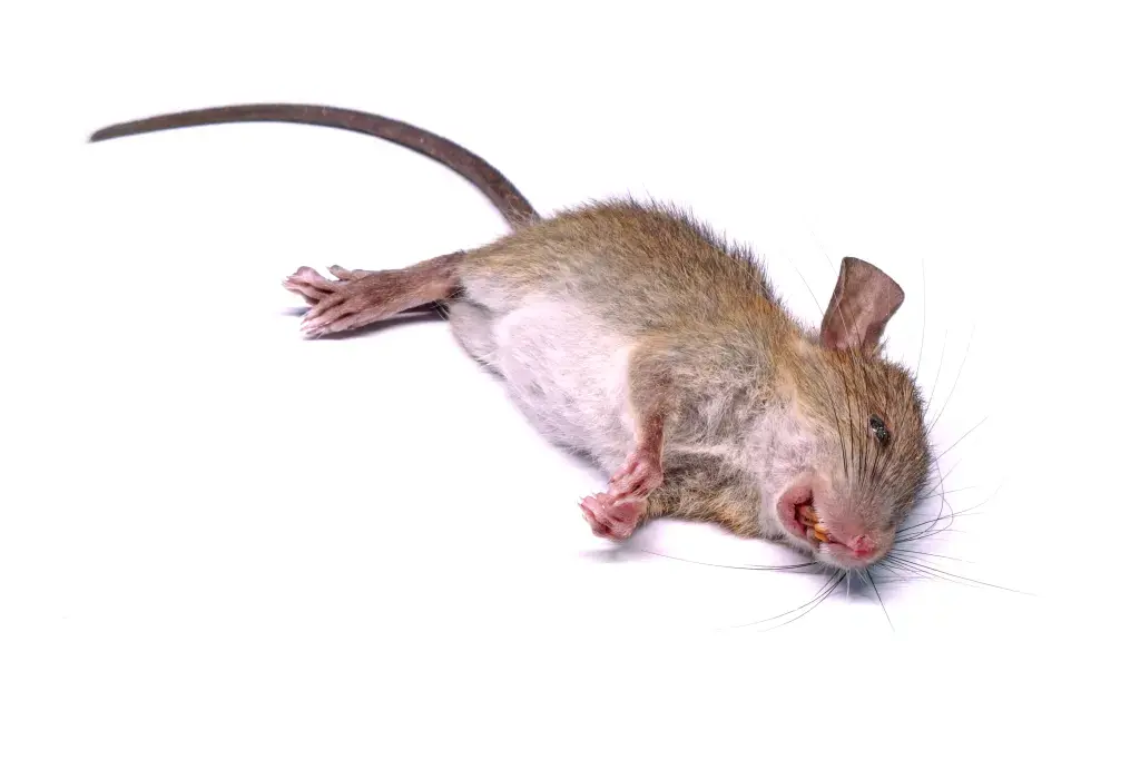 Крыс Стоунера нашли поедающими марихуану в комнате для улик полиции Нового Орлеана: «Они все под кайфом!»