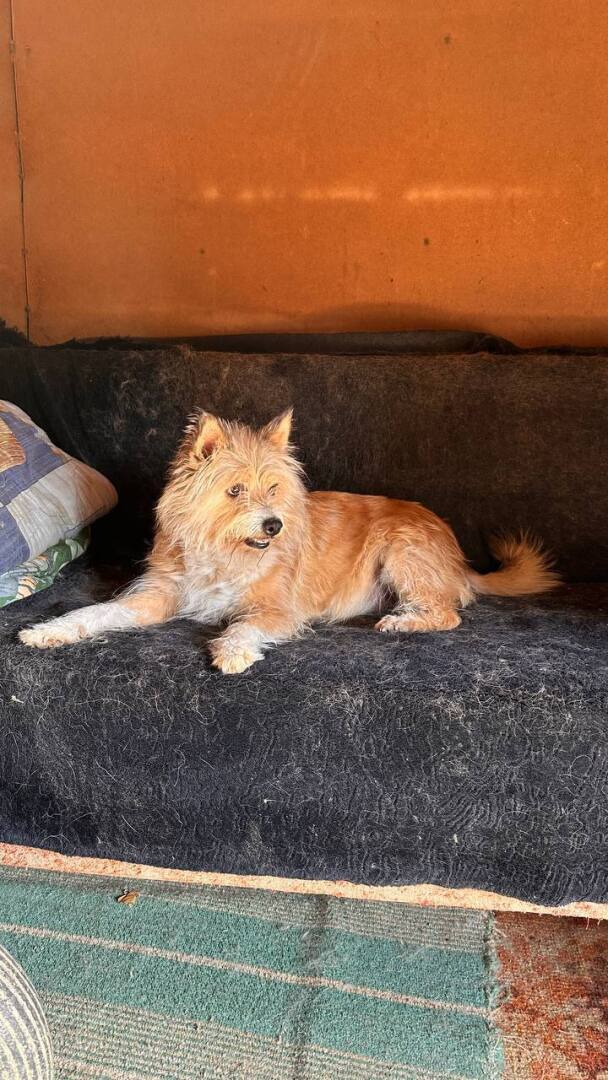 Жулькина история