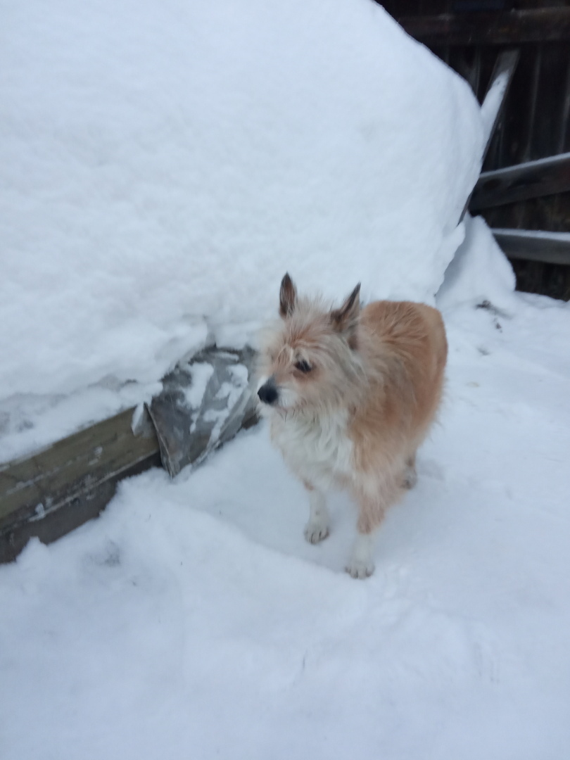 Жулькина история