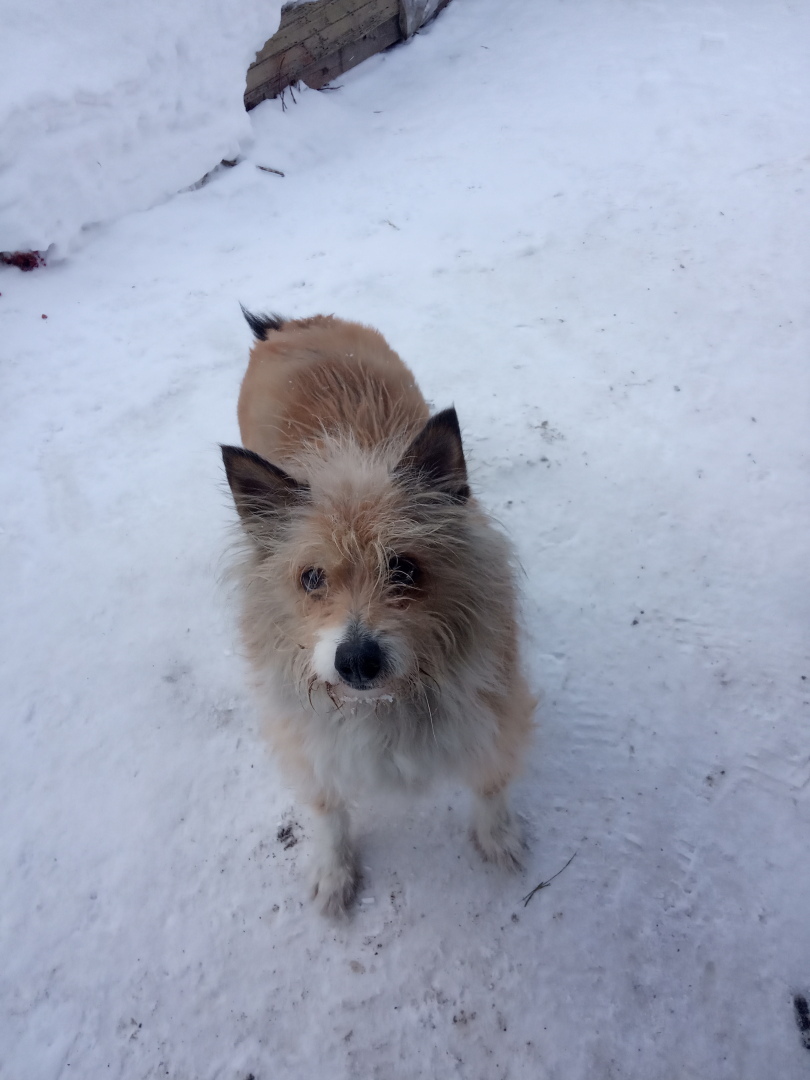 Жулькина история